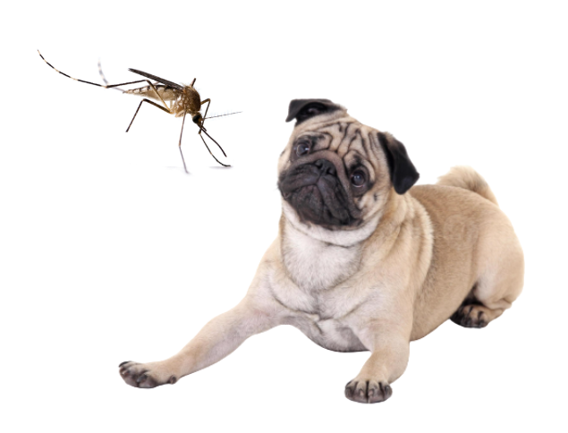 Chien_phlebotome_leishmaniose_animavet